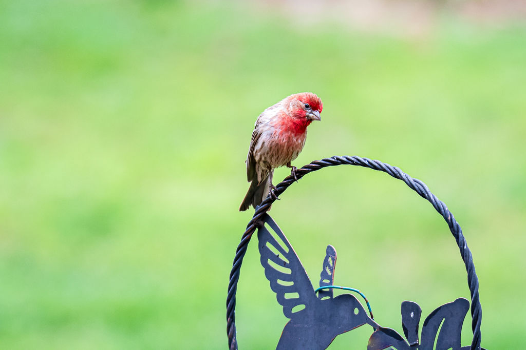 Backyard Birds NH-1866.jpg